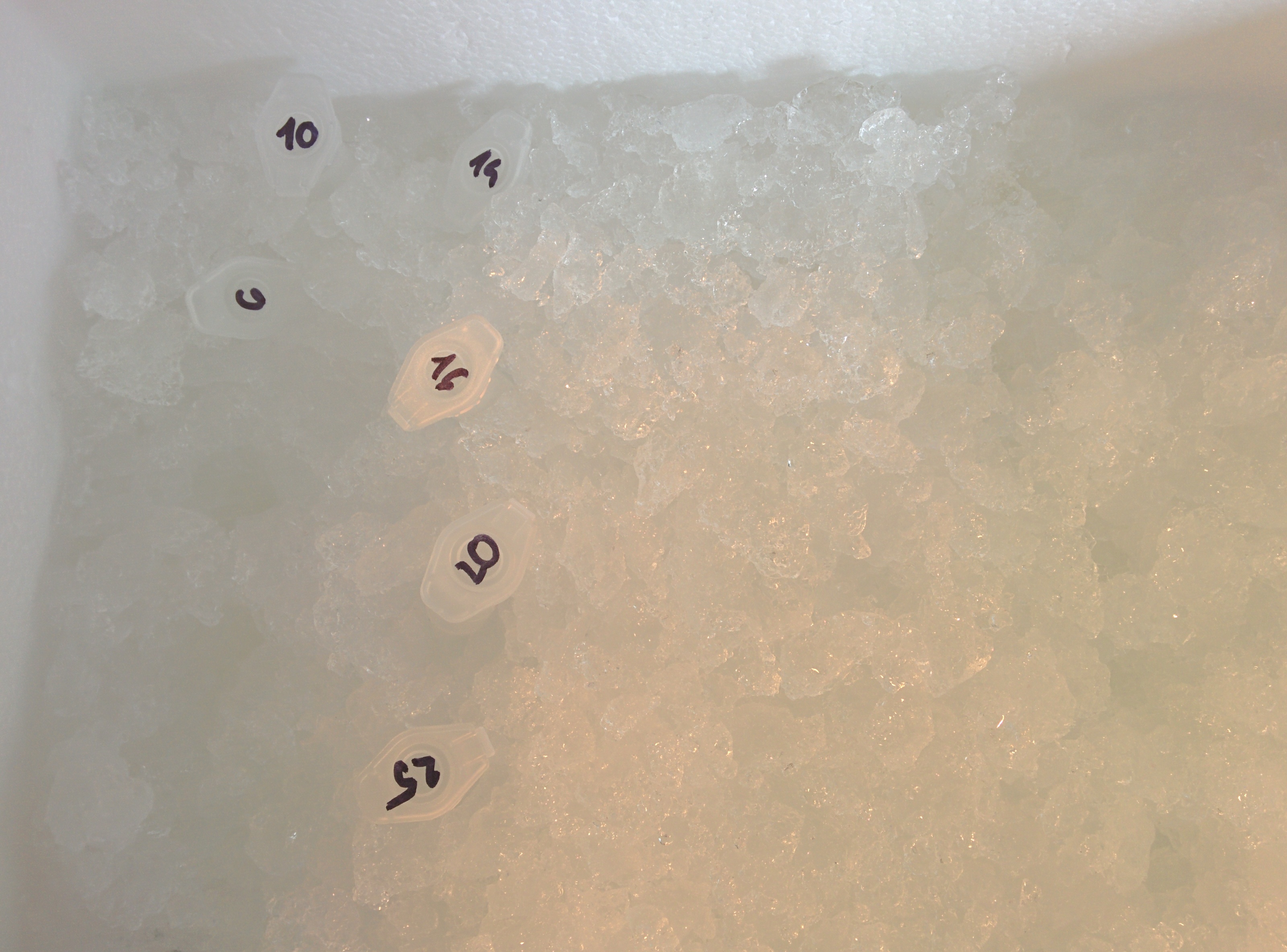 Slika 4: V ledu shranjeni lizati